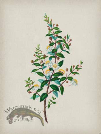 Andean Botanicals 023